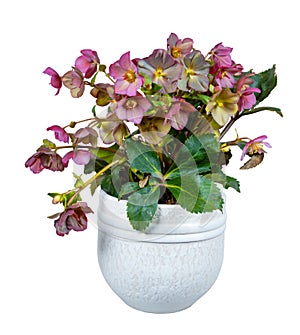 Isolated potted hellebore frostkiss flower