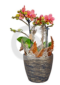 Isolated potted orchid flower decorated as present