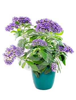 Isolated potted purpled garden heliotrope flower