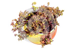 Isolated potted wallpepper flower