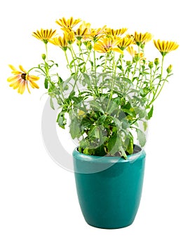 Isolated potted yellow Osteospermum flower photo
