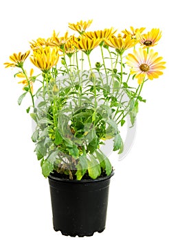 Isolated potted yellow Osteospermum flower