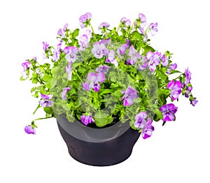 Isolated pottet violet flowers