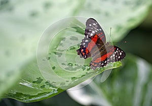 Isolated pretty peacockbutterfly on a leaf
