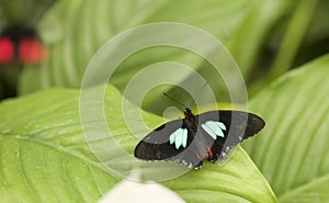 Isolated pretty peacockbutterfly on a leaf