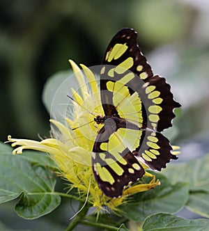 Isolated pretty peacockbutterfly on a yellow flower