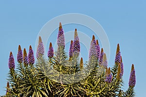 Isolated Pride of Madeira flowers