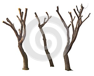 Isolated pruned tree set