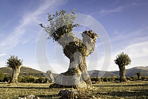 Isolated and pruned trees in Segovia and Madrid