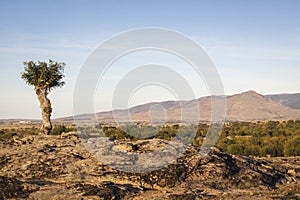 Isolated and pruned trees in Segovia and Madrid