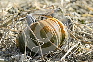 Isolated pumpkin in field