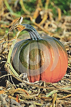 Isolated pumpkin in field