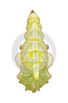 Isolated pupation to chrysalis of Tabby butterfly Pseudergolis