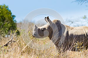 Isolated puppy rhinoceros, South Africa