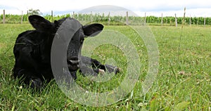 Isolated pure black newborn Holstein cross calf laying in the green pasture field
