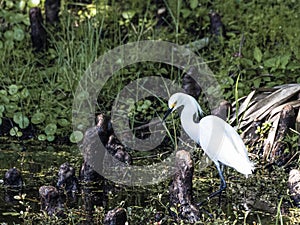 Portrait of a Snowy Egret in a Cypress Swamp