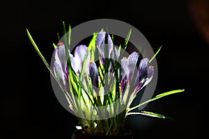 Isolated purple beutifull fresh flowers photo