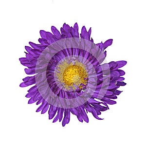 Isolated purple Callistephus chinensis flower