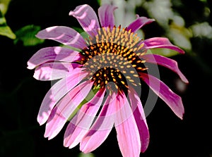 Isolated Purple Coneflower. soft green background