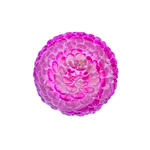 An isolated purple Dahlia flower