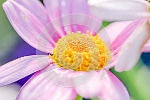 Isolated purple daisy flowers, pink Chrysanthemum Daisies with dark blurry bokeh