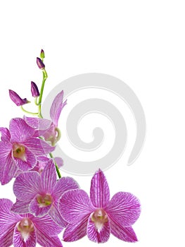 Isolated purple dendrobium orchid flower with buds spike and white background