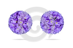 Isolated purple flower. Isolated primrose on a white background.