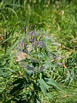 Isolated purple flowers on a green plant