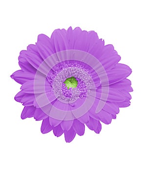 Isolated purple gerbera photo