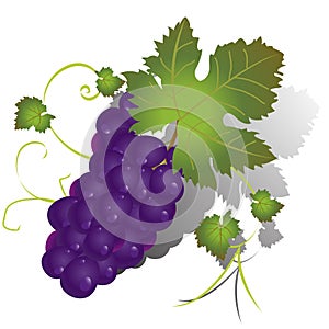 Red grapes and leaves