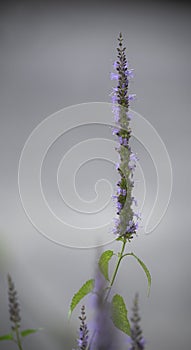 Isolated purple hummingbird mint - Agastache before soft gray background