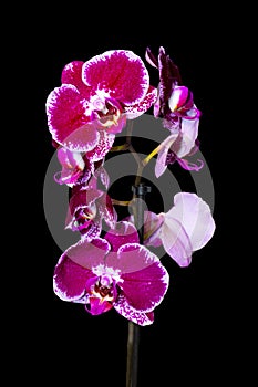Isolated Purple Orchid on the Black Background. Orchidaceae Flower.