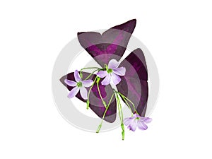 Isolated purple oxalis flowers with clipping path on white background a closeup of beautiful little flower