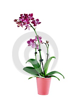 Isolated Purple Phalaenopsis Orchid Flower