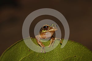 isolated rare brown green frog on a leaf, from front view with black background