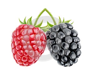 Isolated raspberry and blackberry