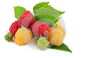 Isolated raspberry. Yellow and red raspberries with leaves isolated on white background