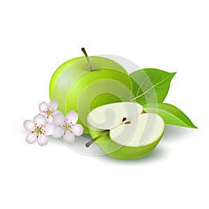 Isolated realistic colored green half apple and whole juicy fruit with white flower, green leaves and shadow on white background.