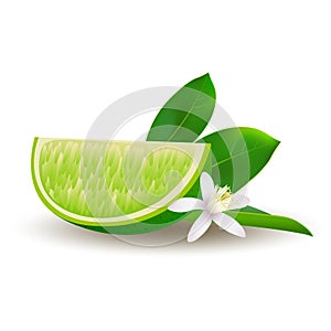 Isolated realistic colored slice of juicy green lime with green leaf, white flower and shadow on white background.