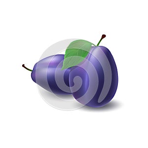 Isolated realistic colored two whole juicy purple plums with stick and leaf and with shadow on white background. Side view.