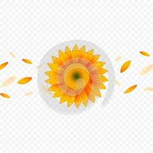 Isolated realistic sunflower and flying petals on transparent background