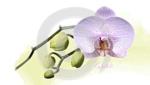 Isolated realistic vector orchid