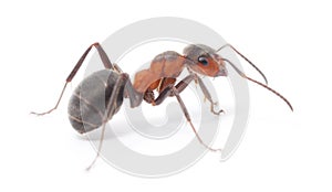 Isolated Red Ant