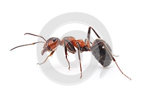 Isolated Red Ant