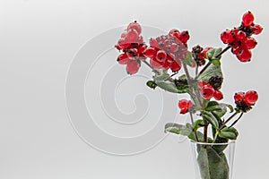 Isolated Red Berries in a small vase.