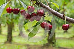 Isolated red cherries on tree in cherry orchard