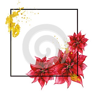 Isolated red Christmas flowers, golden dust and black square frame.