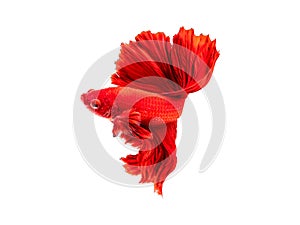 Isolated of red color betta fish by close up siamese fighting fish with clipping path on white background