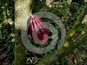 isolated red criollo cacao pod growing on theobroma cacao tree