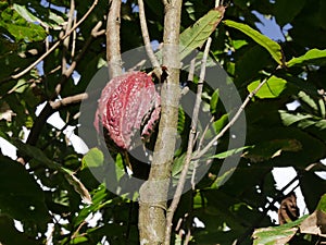 isolated red criollo cacao pod growing on theobroma cacao tree